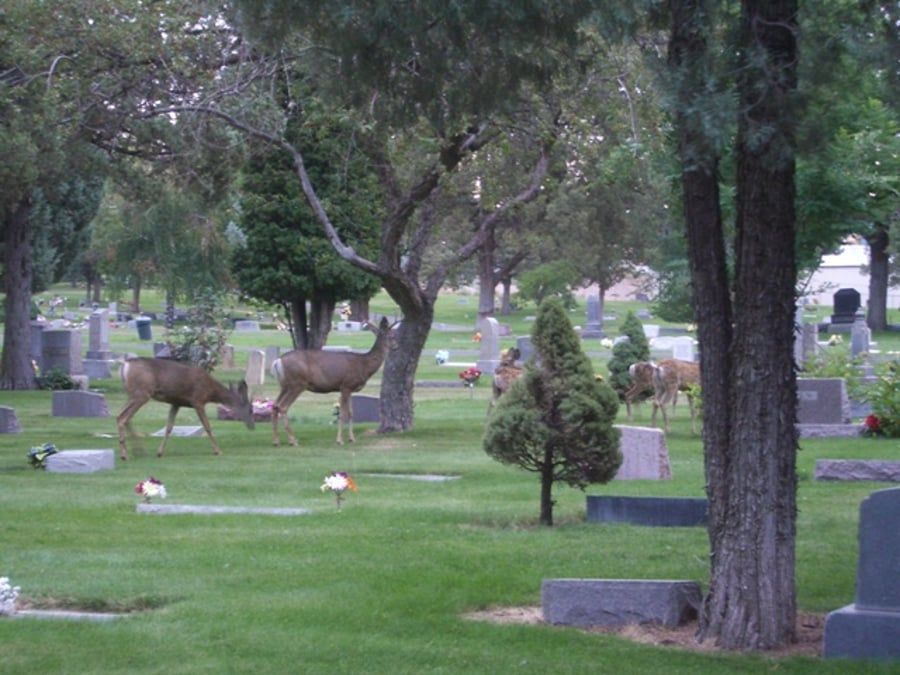 A group of deer are walking through a cemetery