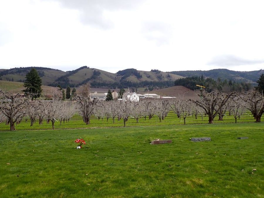 A lush green field with trees and mountains in the background.