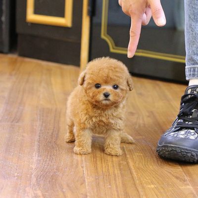 Teacup Poodle Puppies For