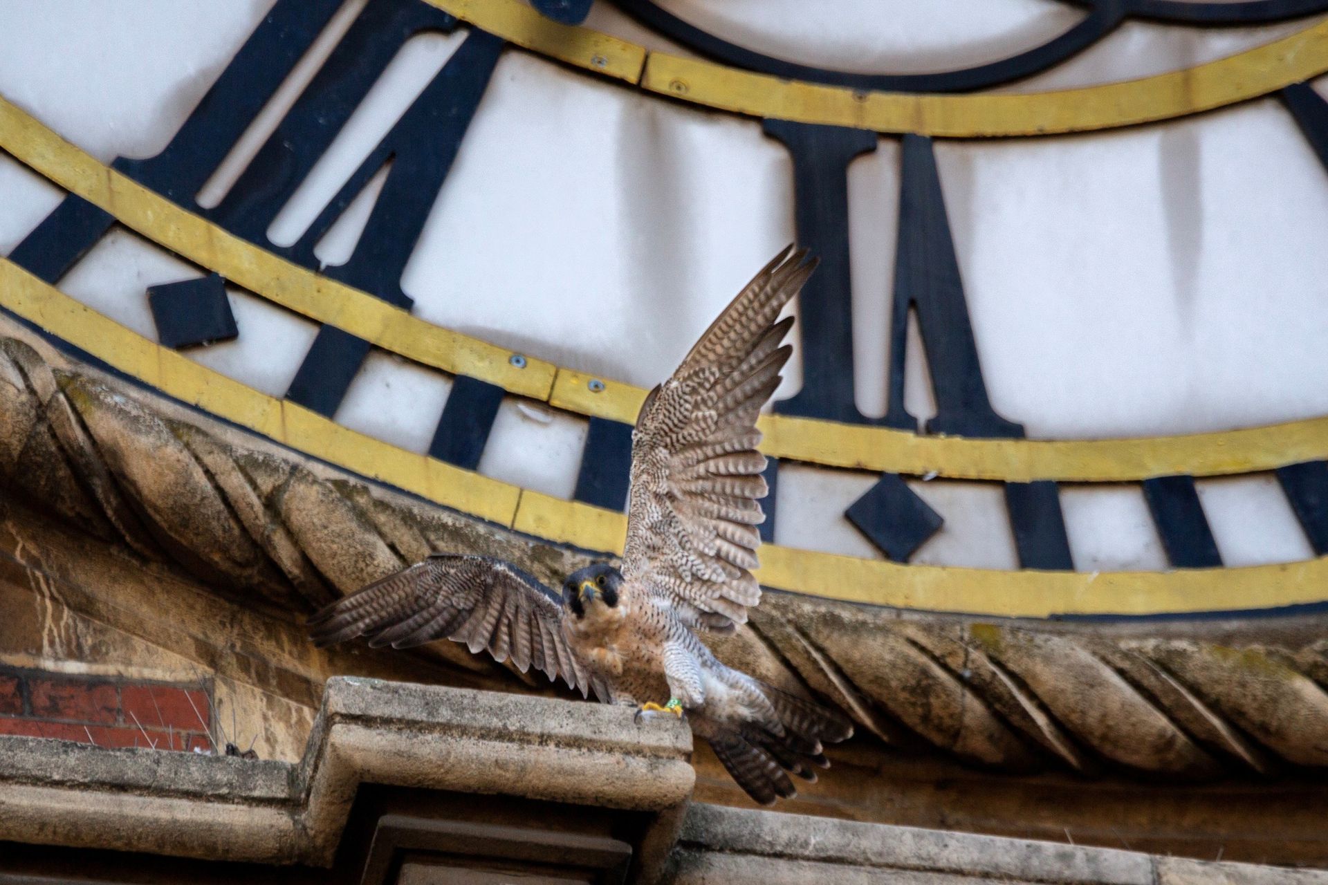 Residen falcon keeps pigeons away