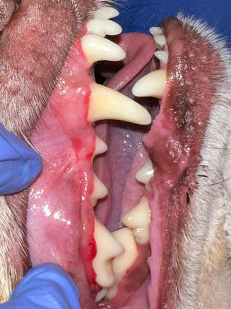 Pet dental care miami
