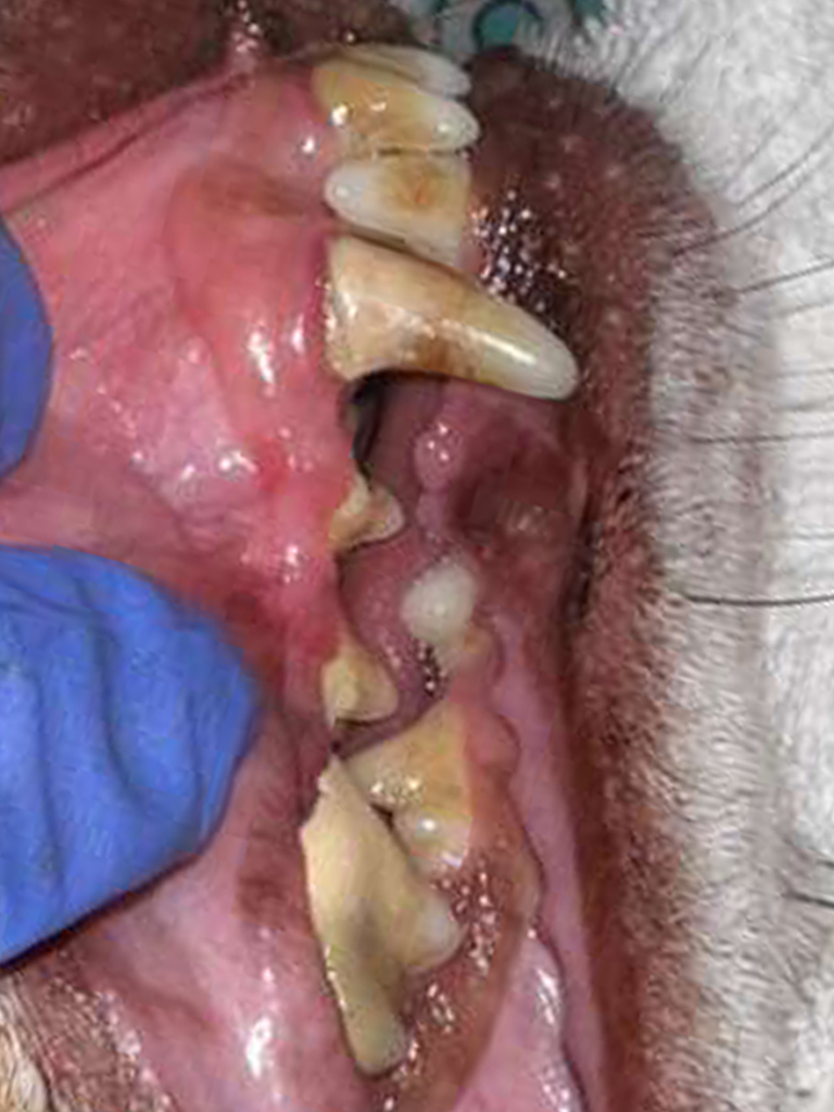 pet dental care miami
