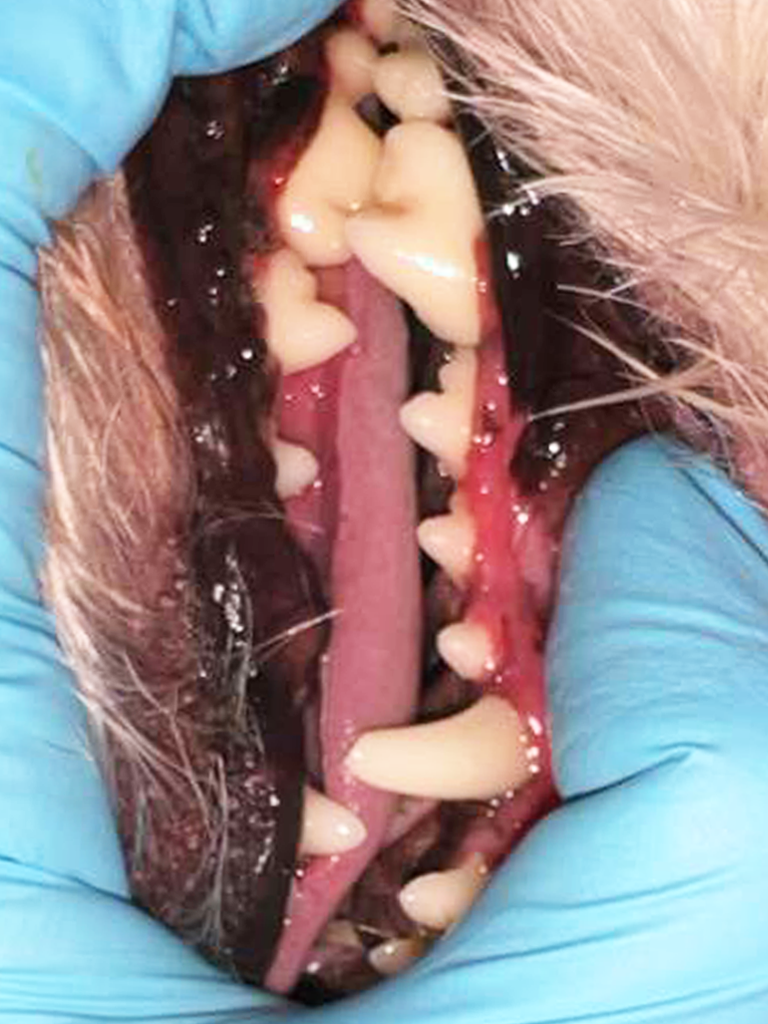 Pet dental care miami
