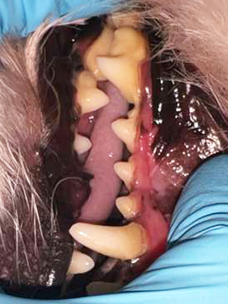 pet dental care miami
