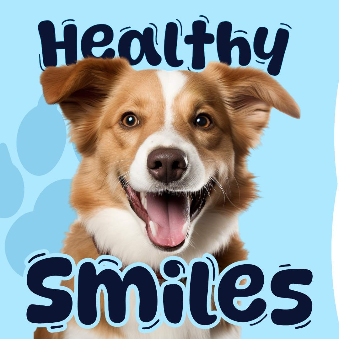 Pet Dental Care in Miami 