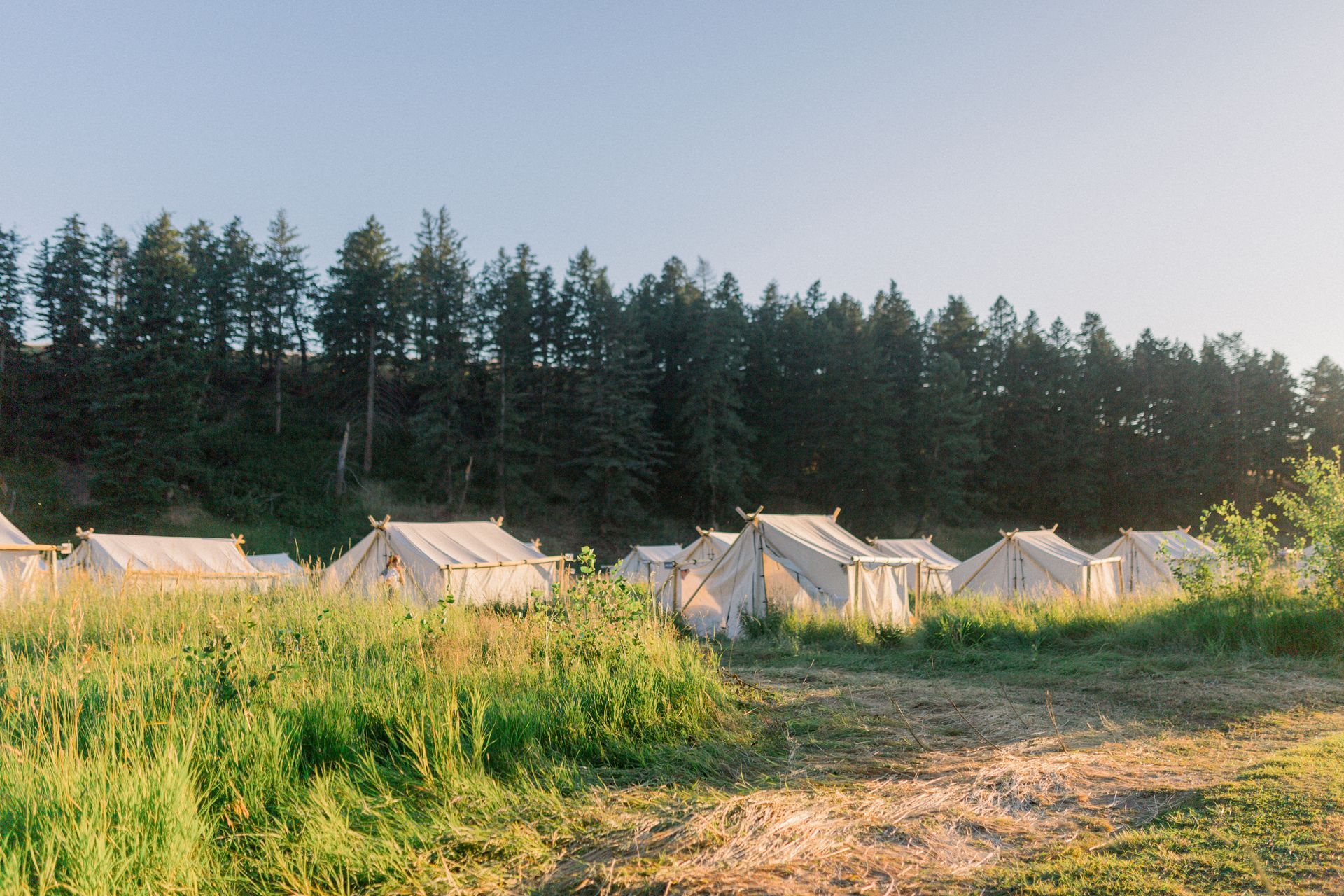 A row of tents in a field with trees in the background.