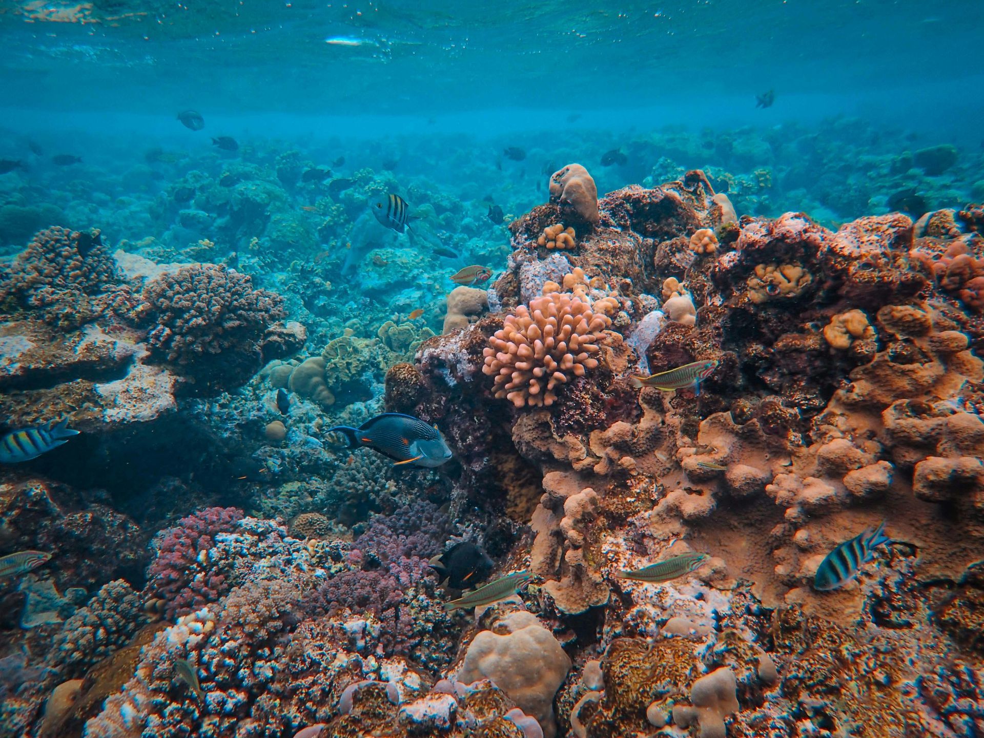 A coral reef with lots of fish and corals in the ocean.