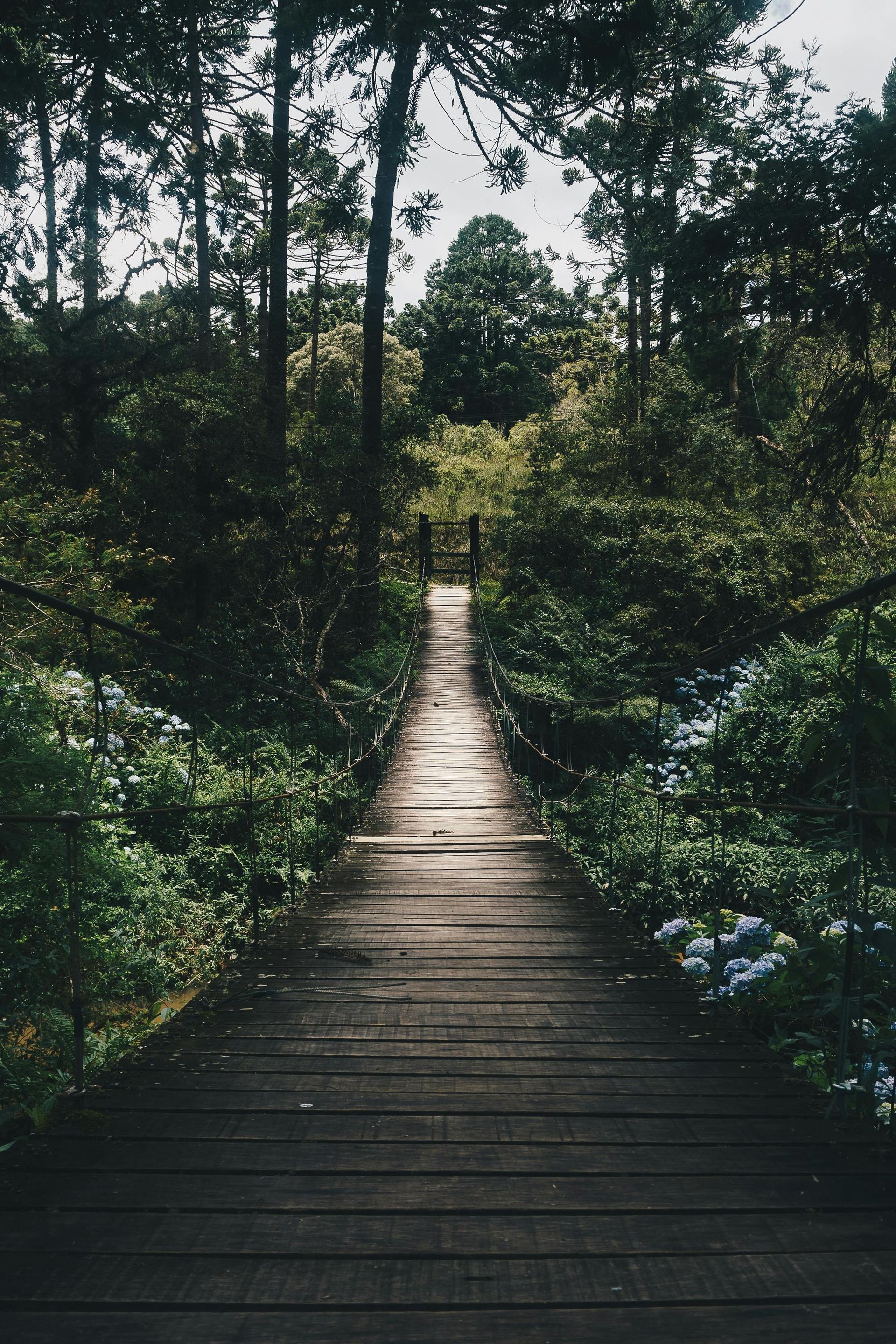 A wooden walkway in the middle of a forest