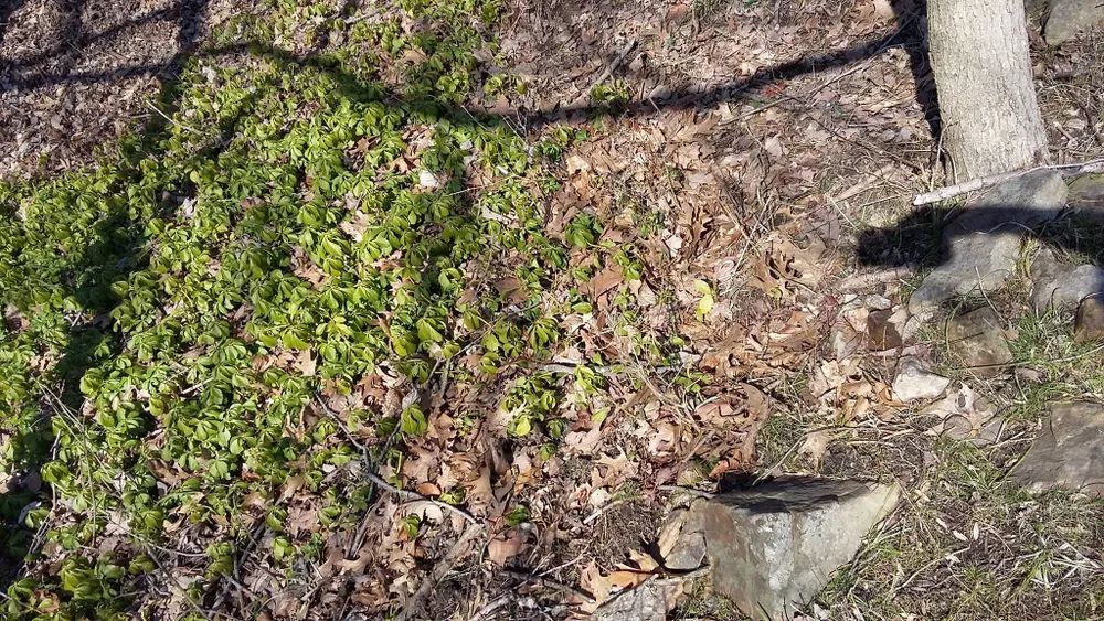 A shadow of a person is cast on a pile of leaves in the woods.