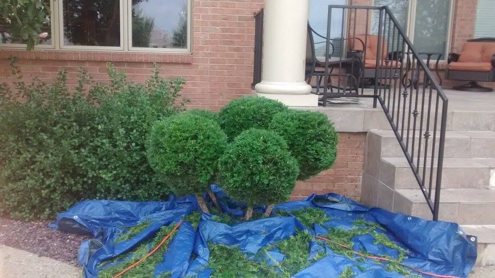 A bunch of bushes are sitting on top of a blue tarp in front of a house.