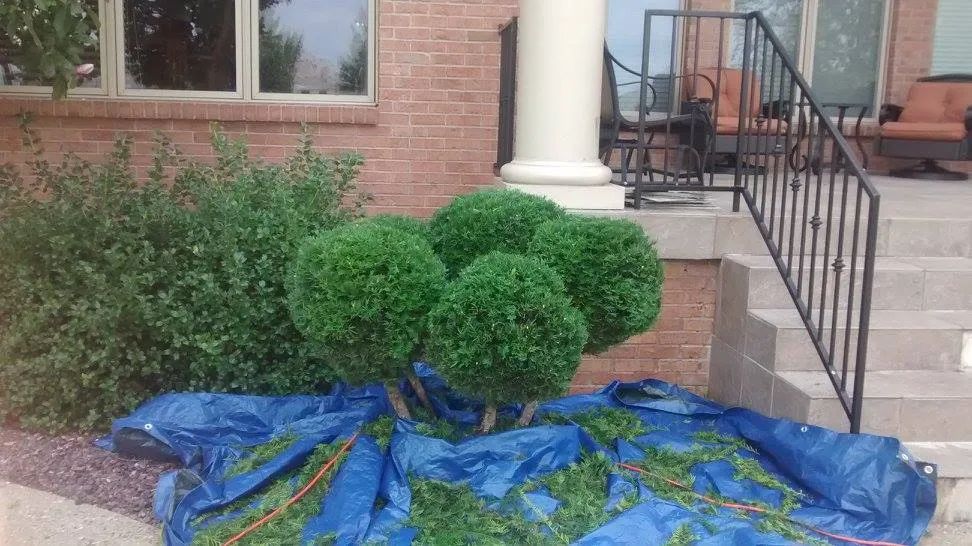 A bunch of bushes are sitting on top of a blue tarp in front of a house.