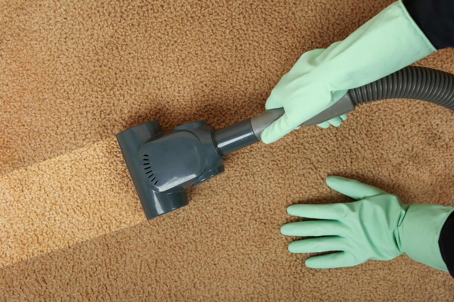 Hands in green gloves vacuuming tan carpet.