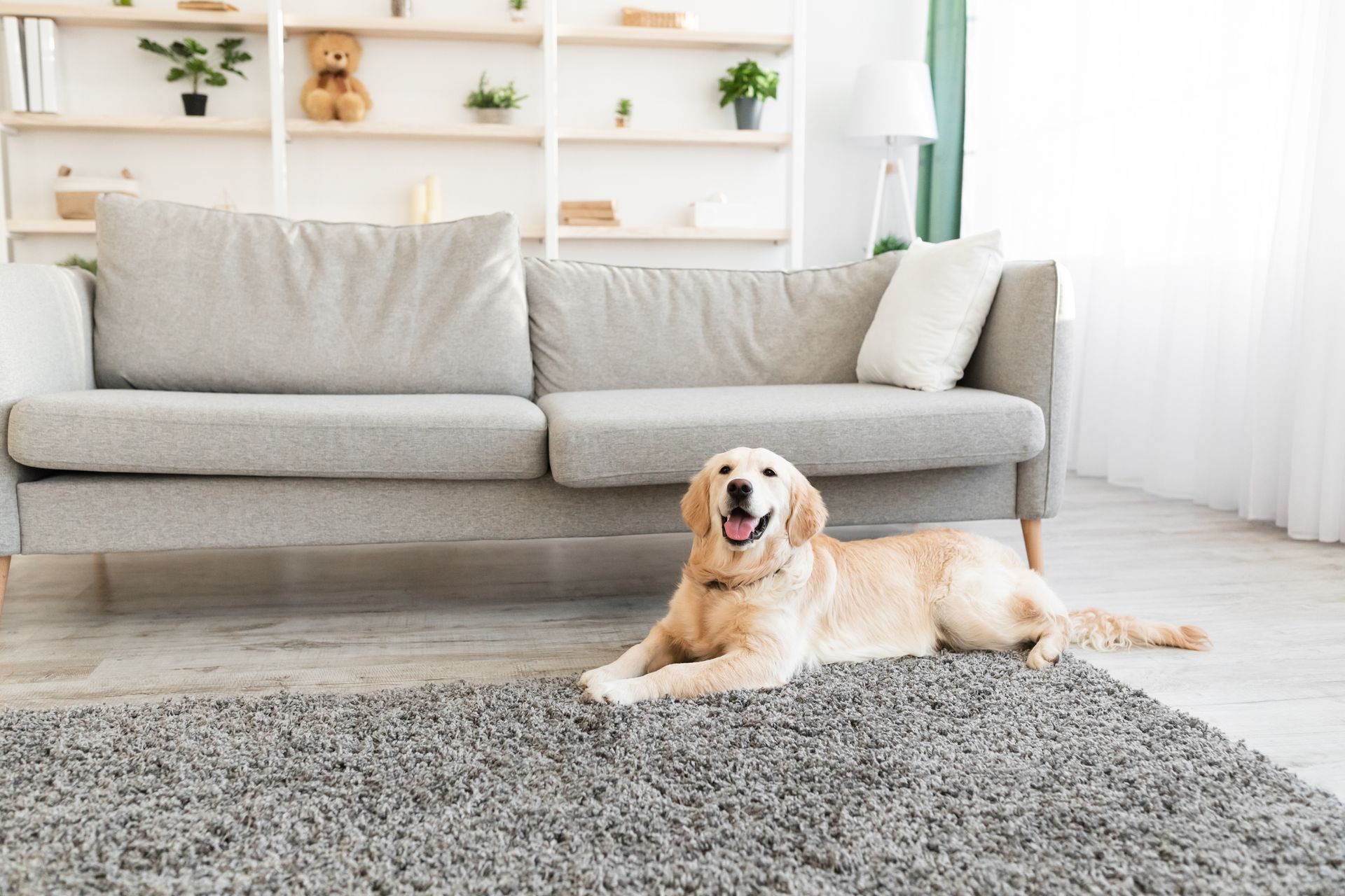 Golden retriever lying on a gray rug in front of a gray couch, smiling in a bright living room.