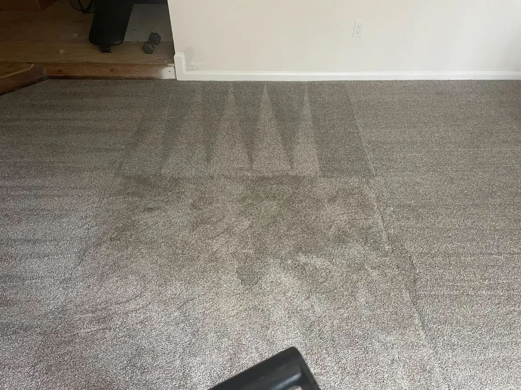 Carpeted floor with vacuum cleaner in use, leaving clean streaks on the gray surface.