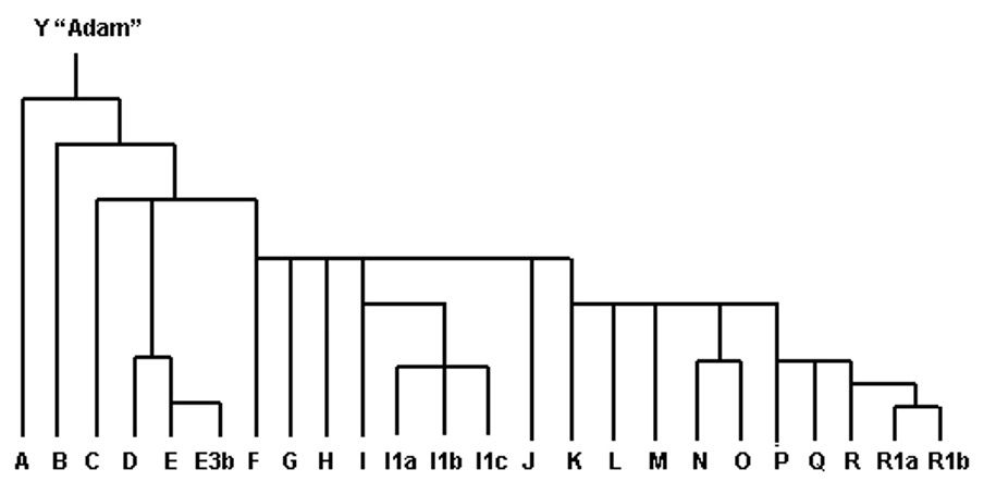 Simplified Y-DNA Haplotree, widely available online, original source unknown