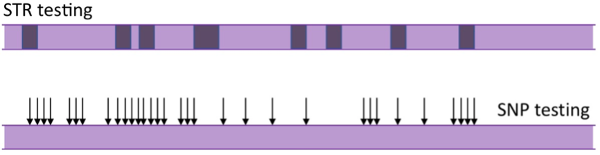 A Schematic Representation of STR Versus SNP Testing