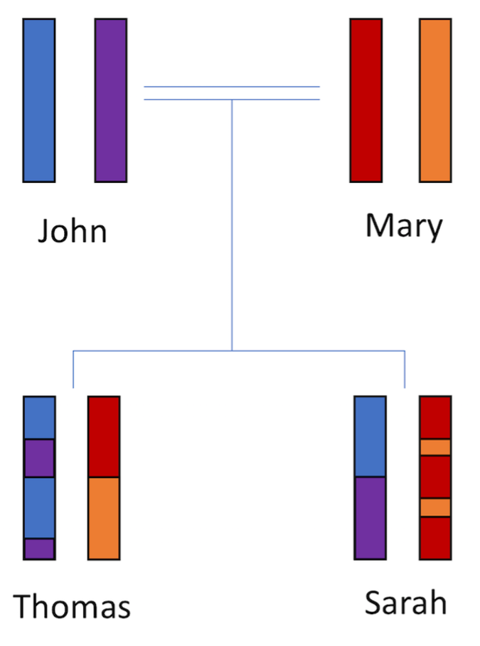 Autosomal DNA descent – 1 generation