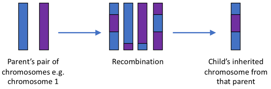 Simplified schematic of recombination