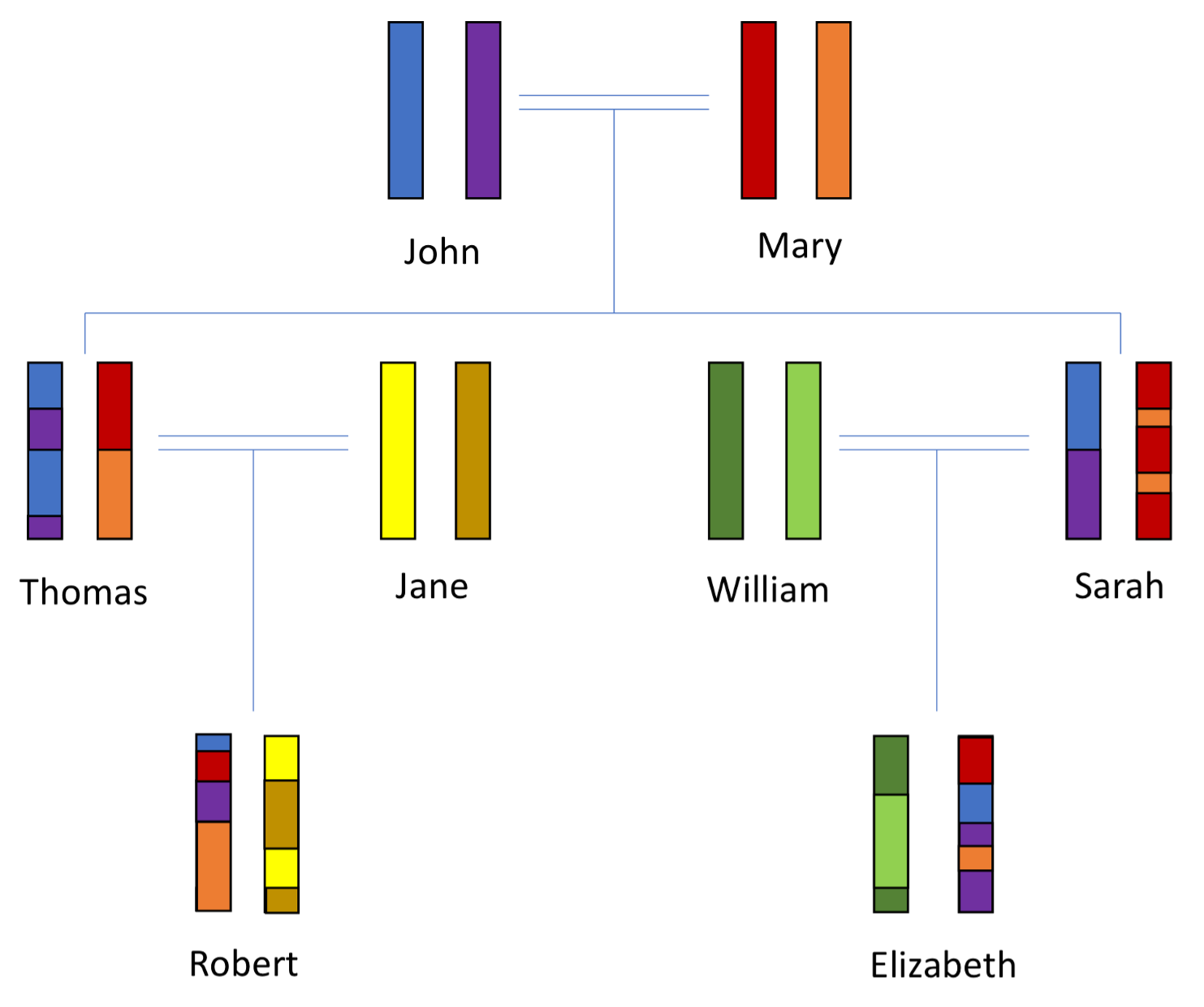 Autosomal DNA descent – 2 generations