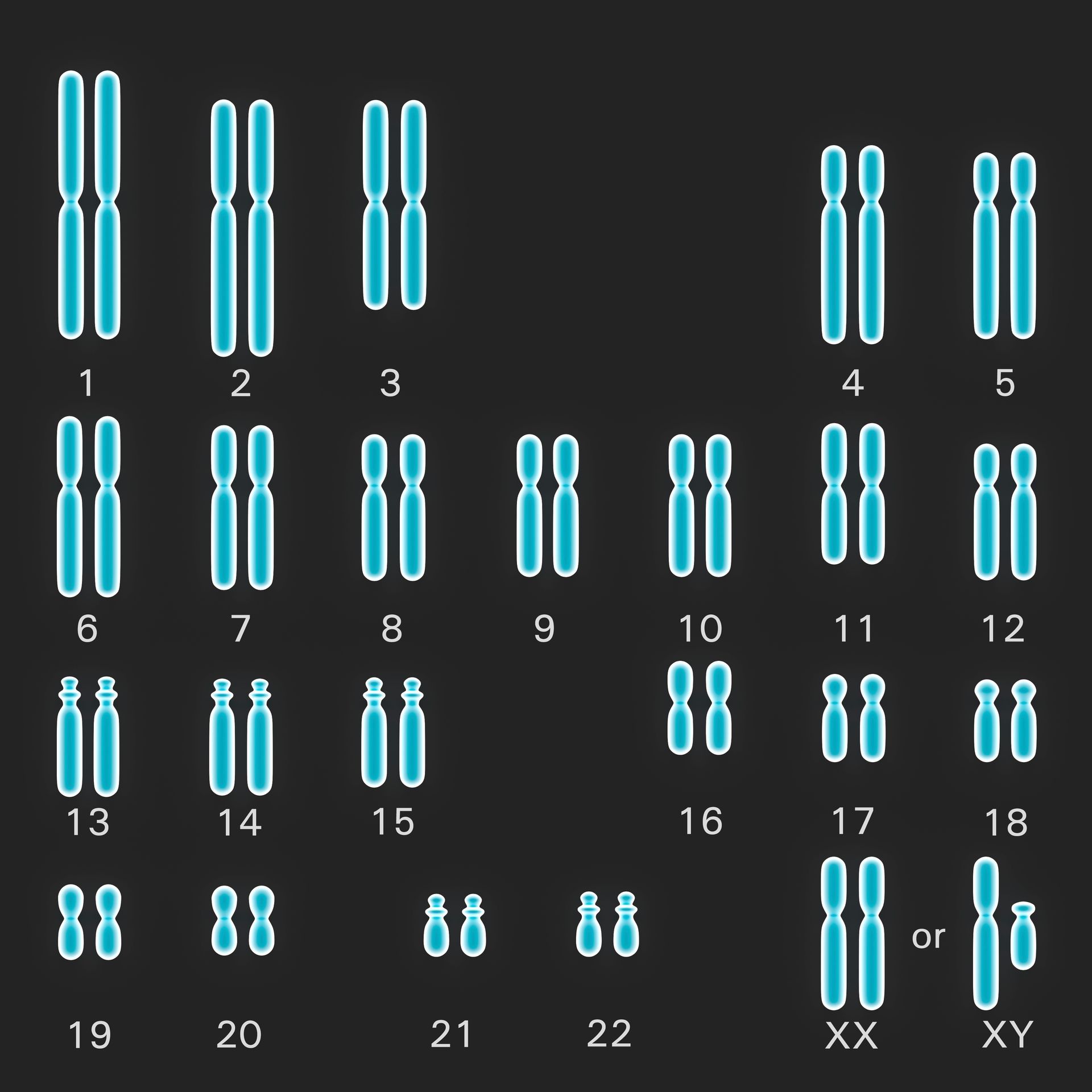 The human karyotype