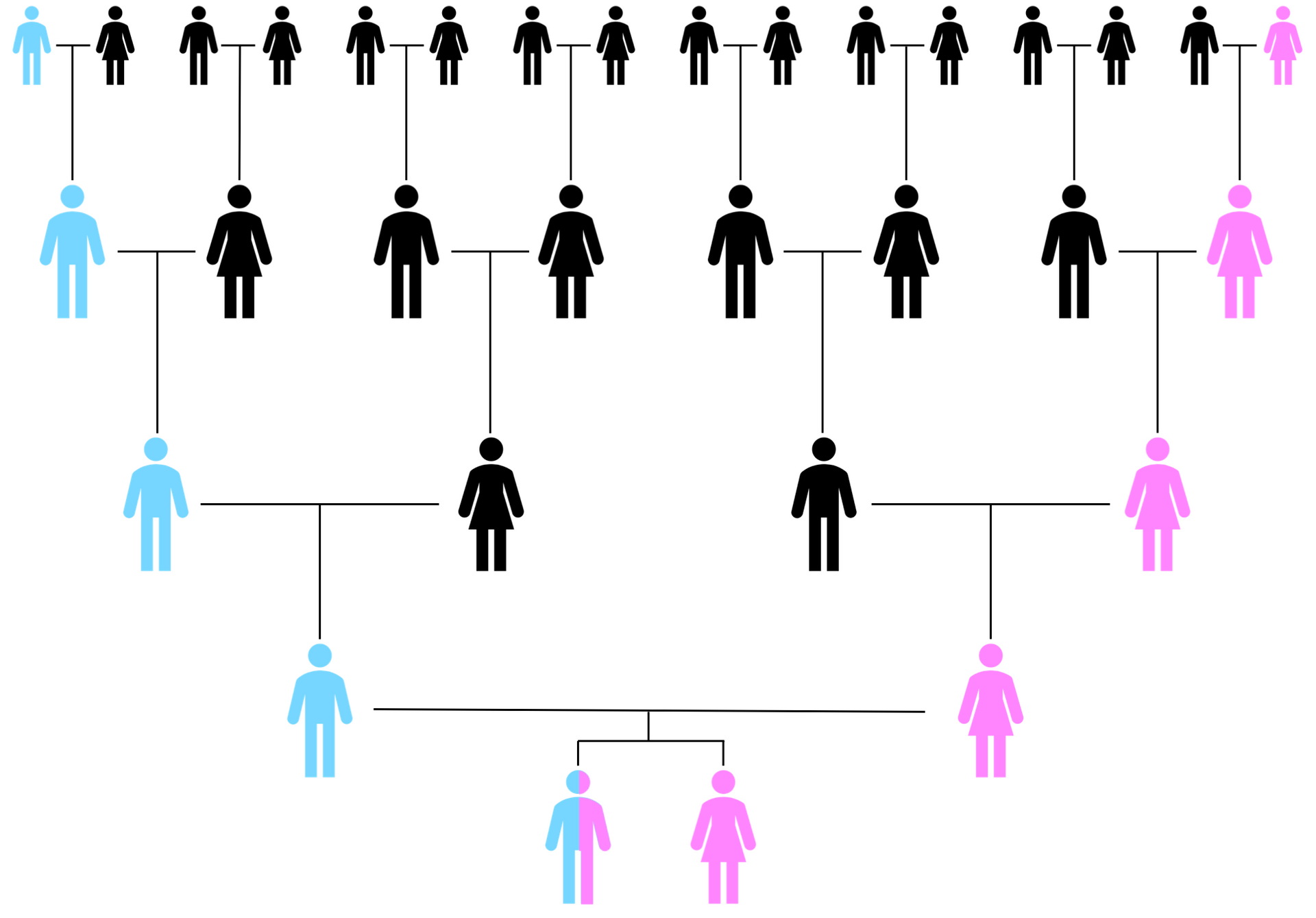 The ancestors that may be traced using Y-DNA (blue) versus mtDNA (pink)