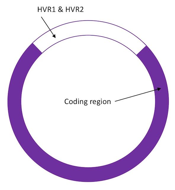 mitochondrial DNA