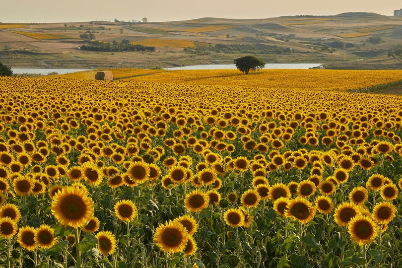 Field of sunflowers in full bloom with a lake and hills in the background.