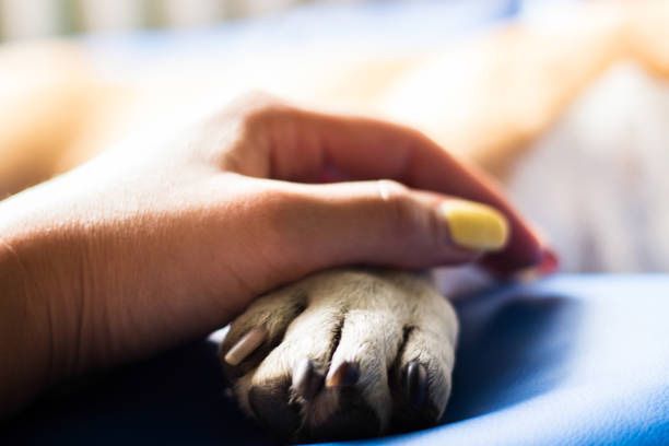 holding hands with pet
