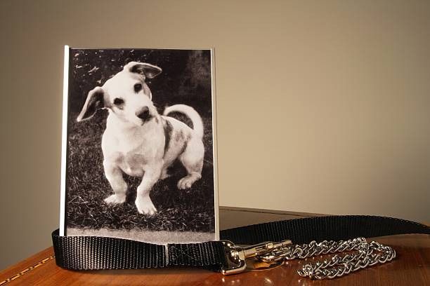 Picture of beloved pet