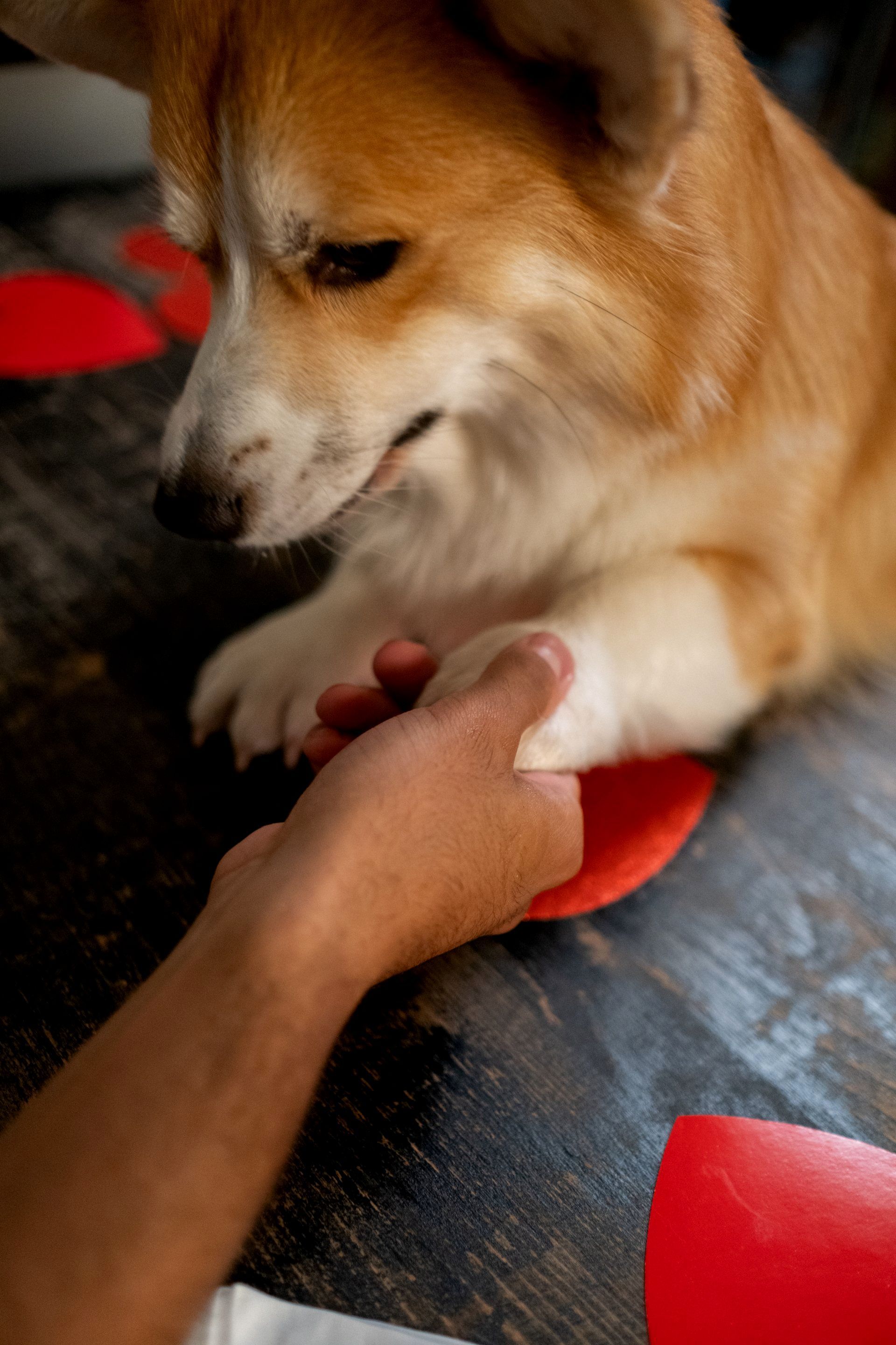 Dog