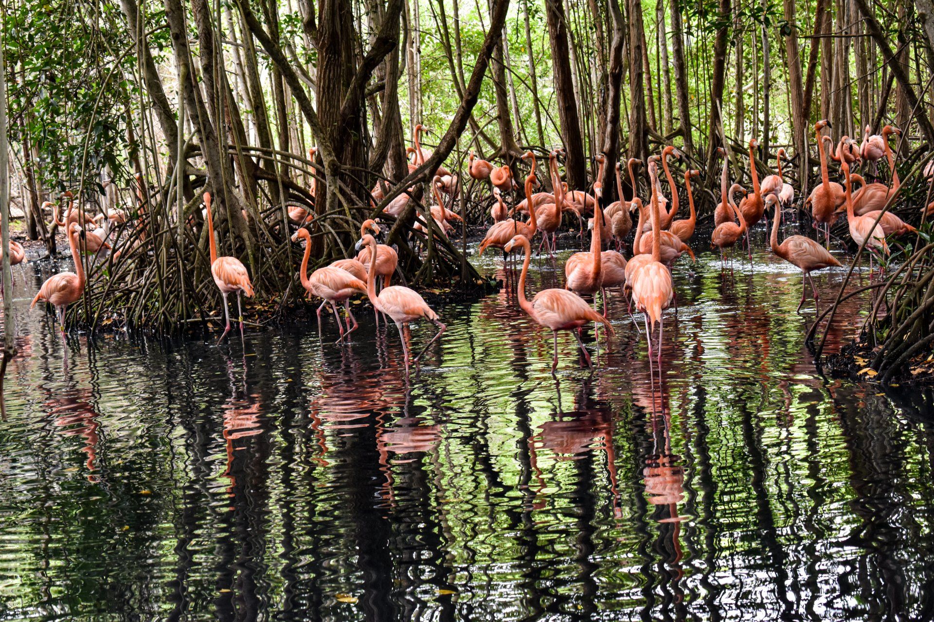 Grupo de flamencos con su característico color rosado en un entorno tropical