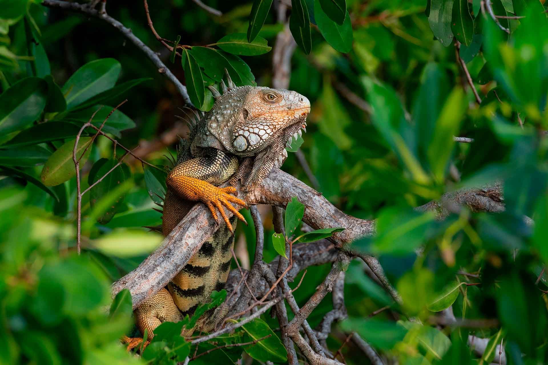 Iguana autóctona de la isla Barú