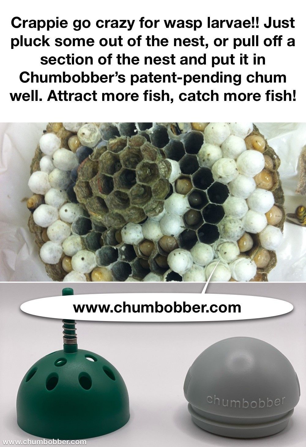 A picture of a wasp nest and a picture of a wasp larval catcher.