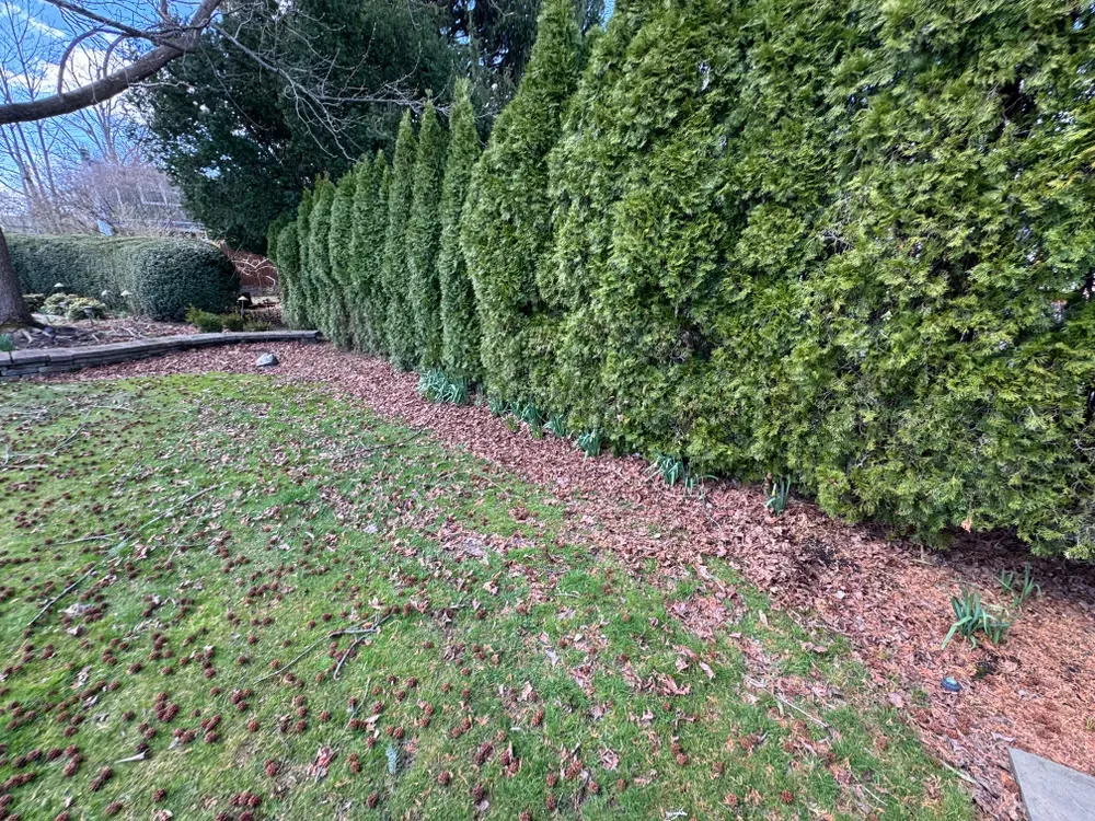 A lush green hedge surrounds a lush green lawn in a backyard.