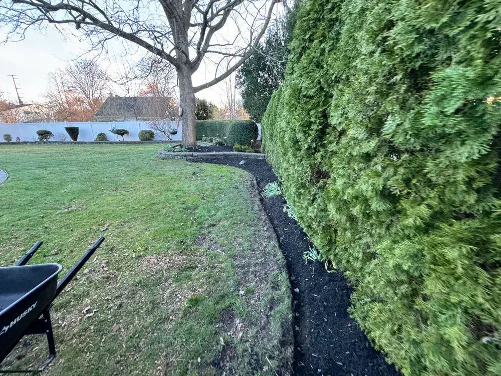A wheelbarrow is sitting in the grass next to a hedge in a backyard.