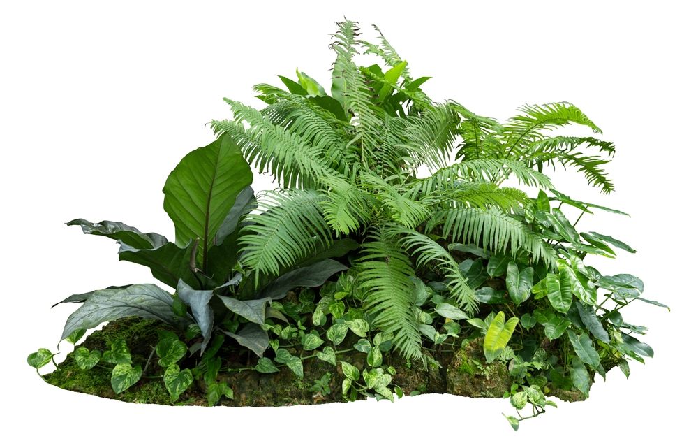 There are many different types of plants in this picture.