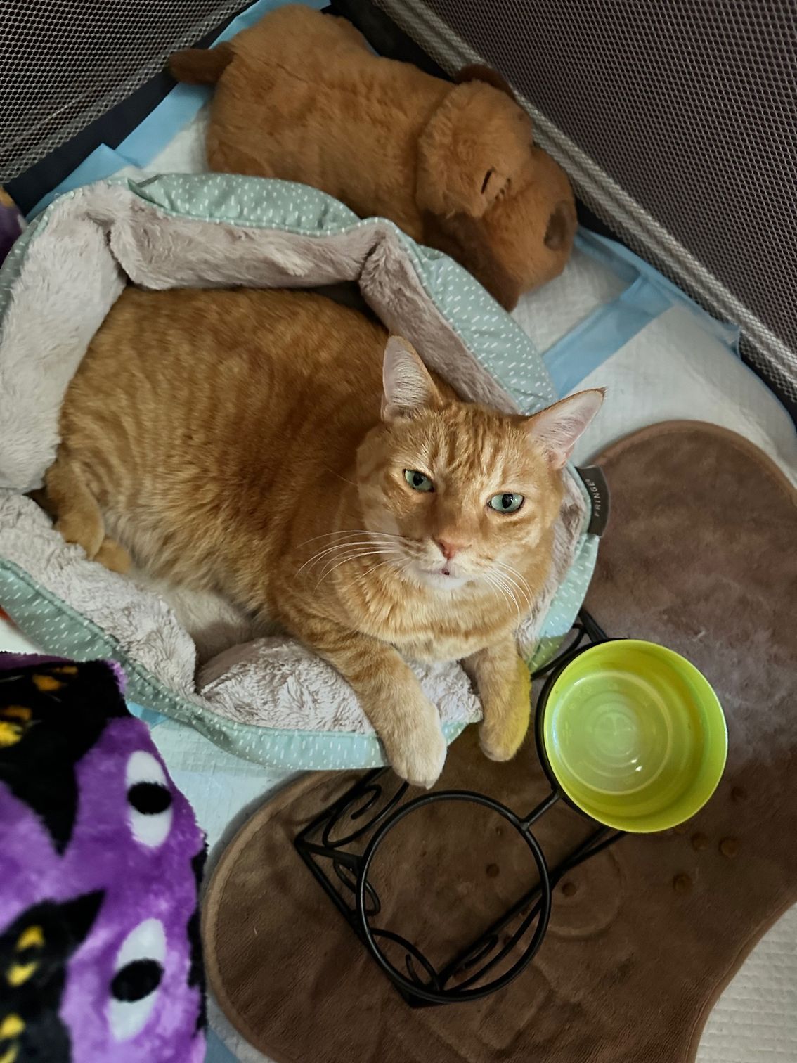 Elderly man in blue striped shirt cradles a black and white dog in his arms on a patterned couch.