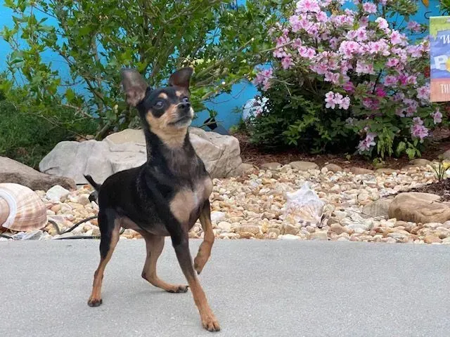 Small black and tan dog standing on a patio, looking up near a flowering bush.