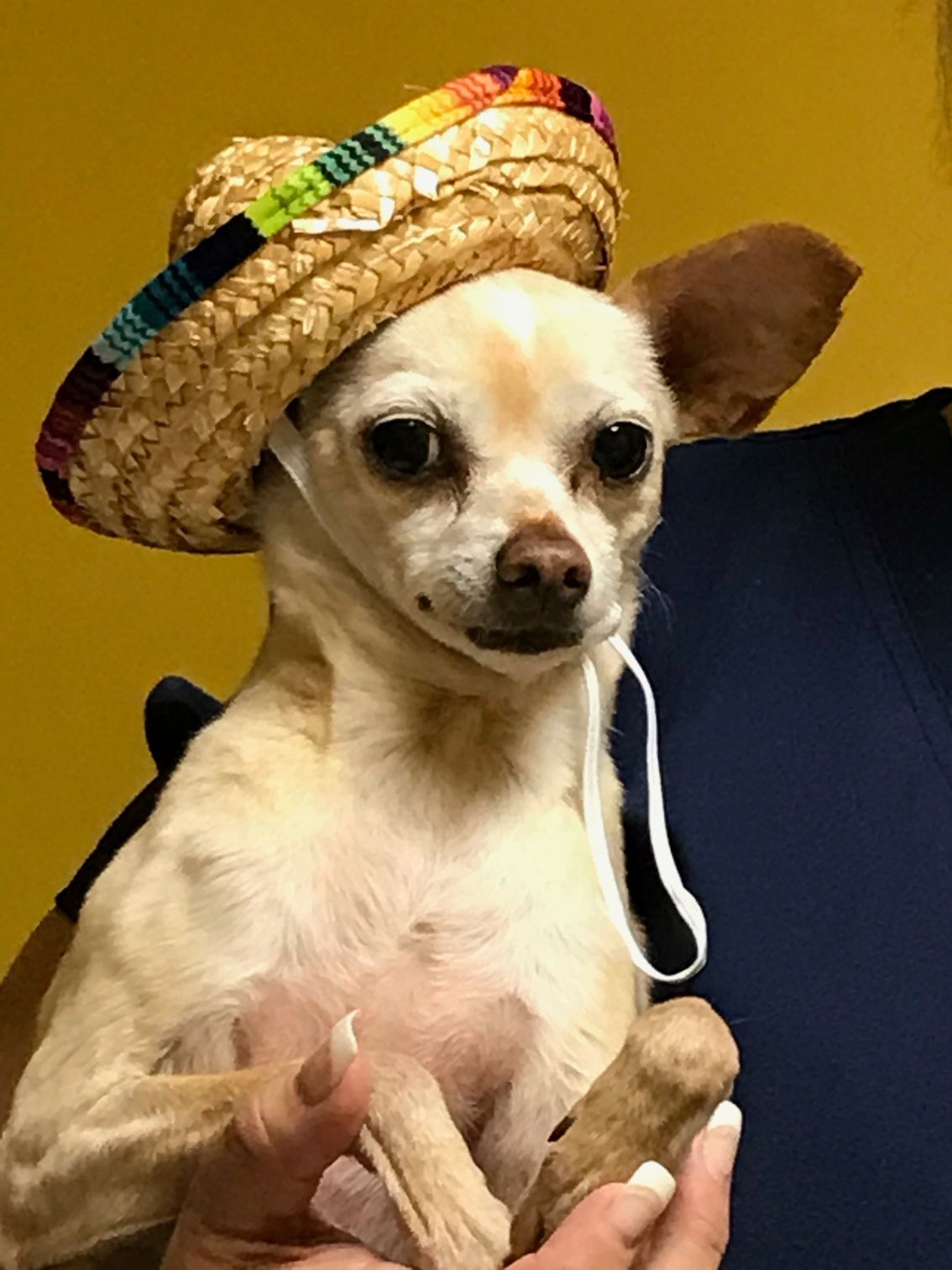 Ragdoll cat with bright blue eyes looking upwards in green grass.