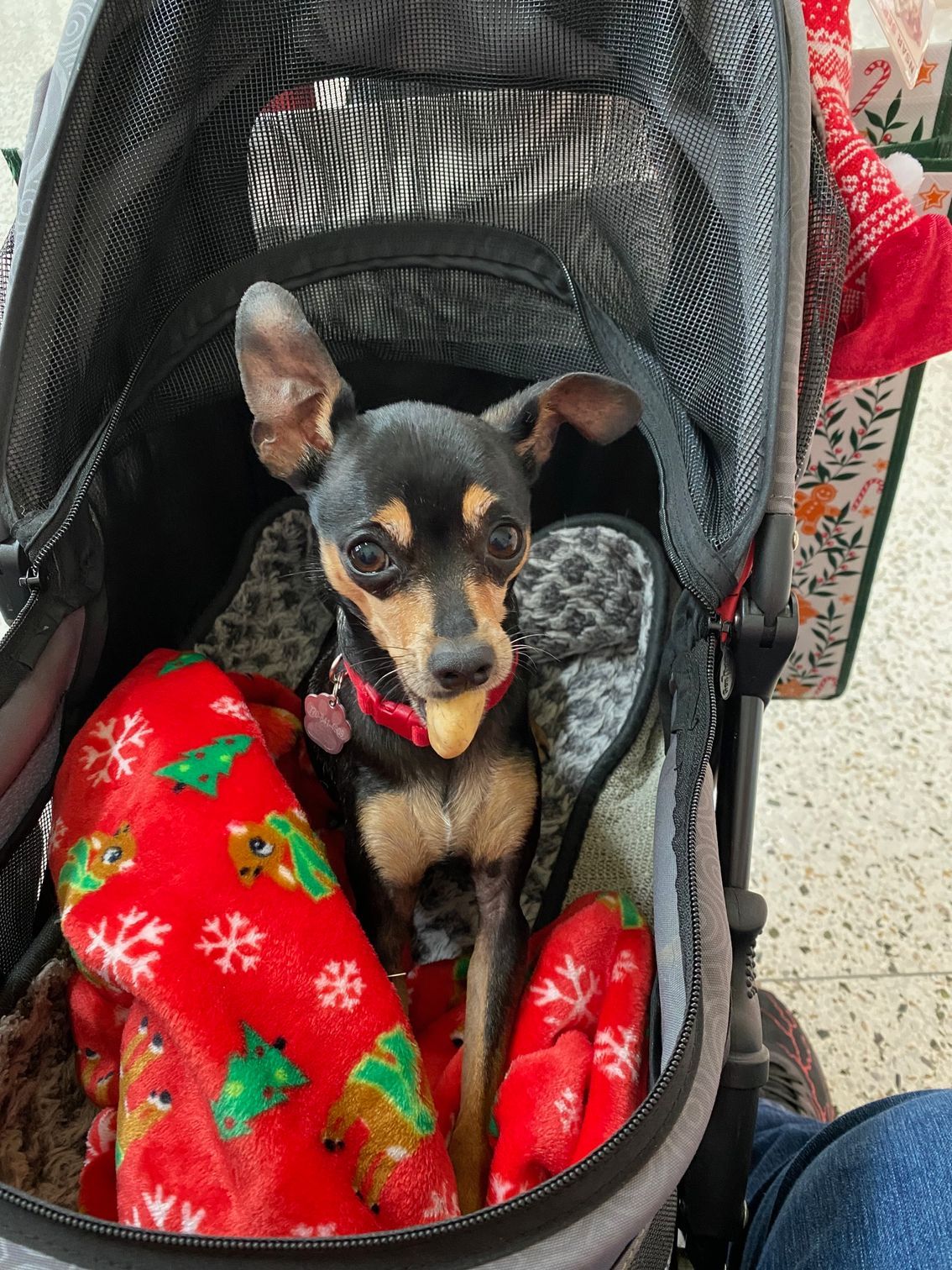 Chestnut horse stands behind a black fence in a green pasture, trees in the background.