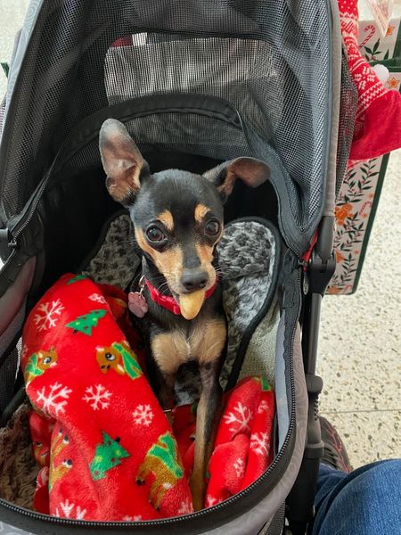 Chestnut horse stands behind a black fence in a green pasture, trees in the background.