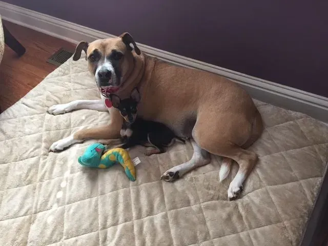 Large tan dog and small black dog cuddled together on a tan mat, toy in front.