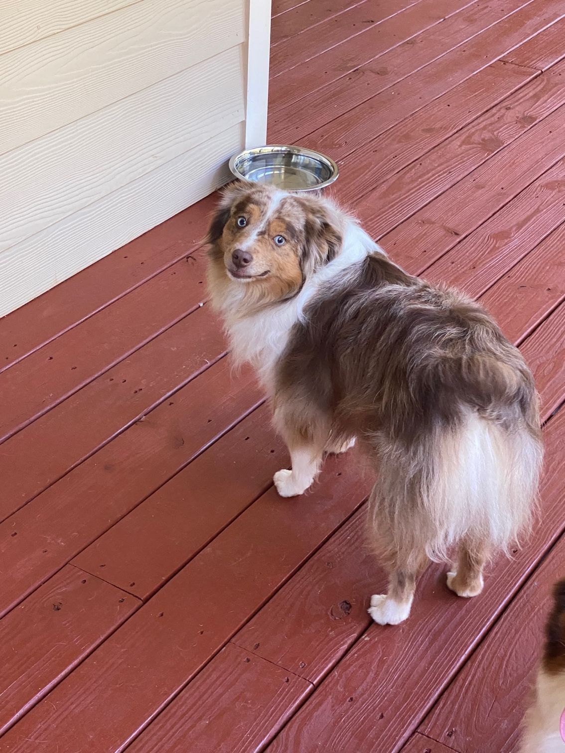 Golden Cocker Spaniel dog sitting in a tan dog bed, looking up.
