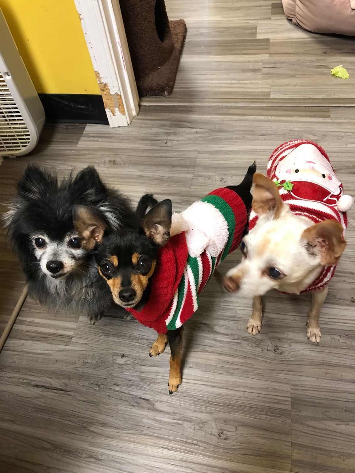 Black and tan dog with a happy expression, mouth open, tongue out.