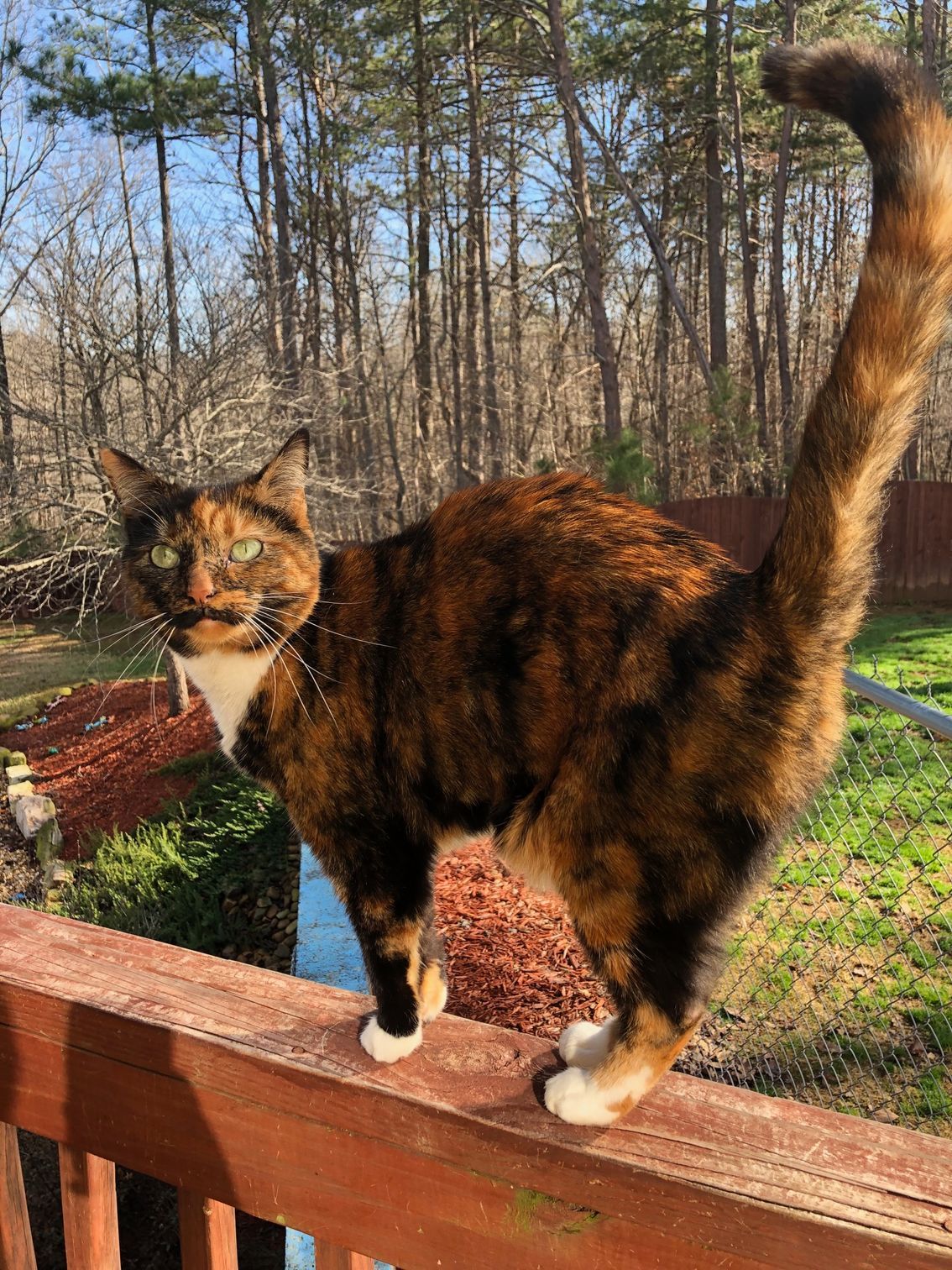 German Shepherd dog with black and tan fur, lying on grass, panting.
