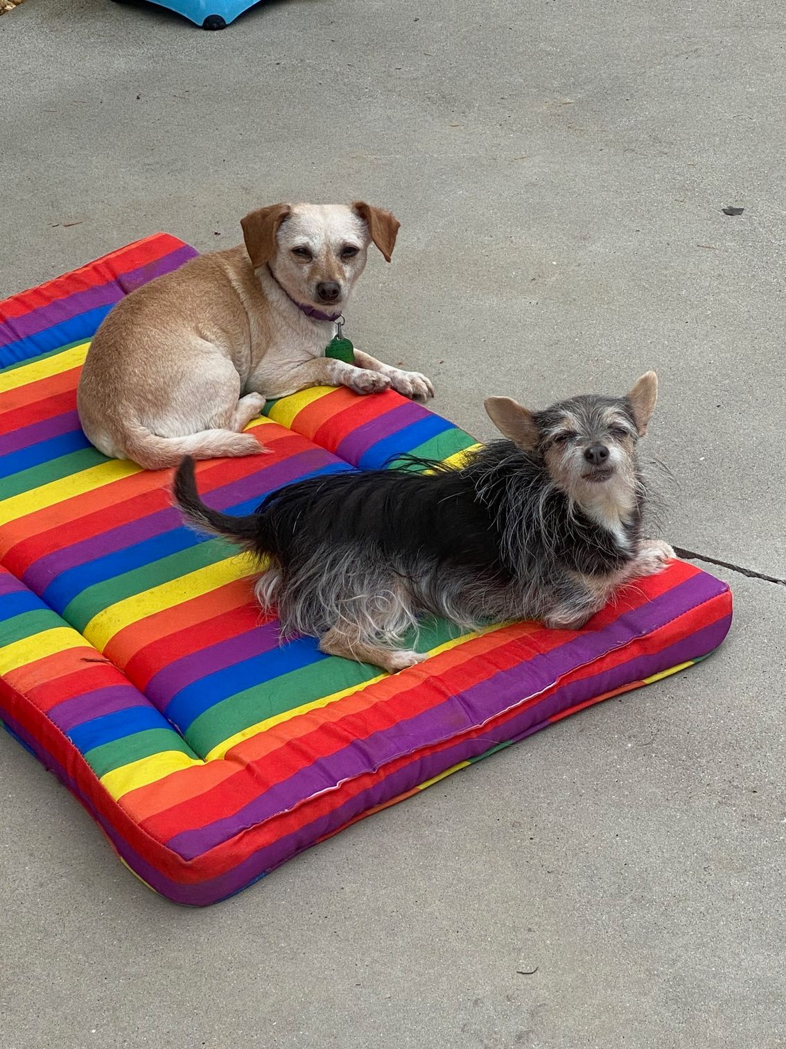 Dog with light brown fur being examined by a person wearing blue gloves in a room.