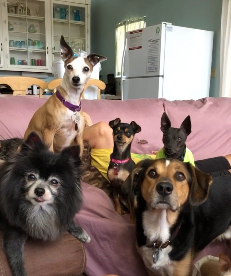 A small, tan and white kitten sitting on a concrete surface, looking at the camera with a green background.