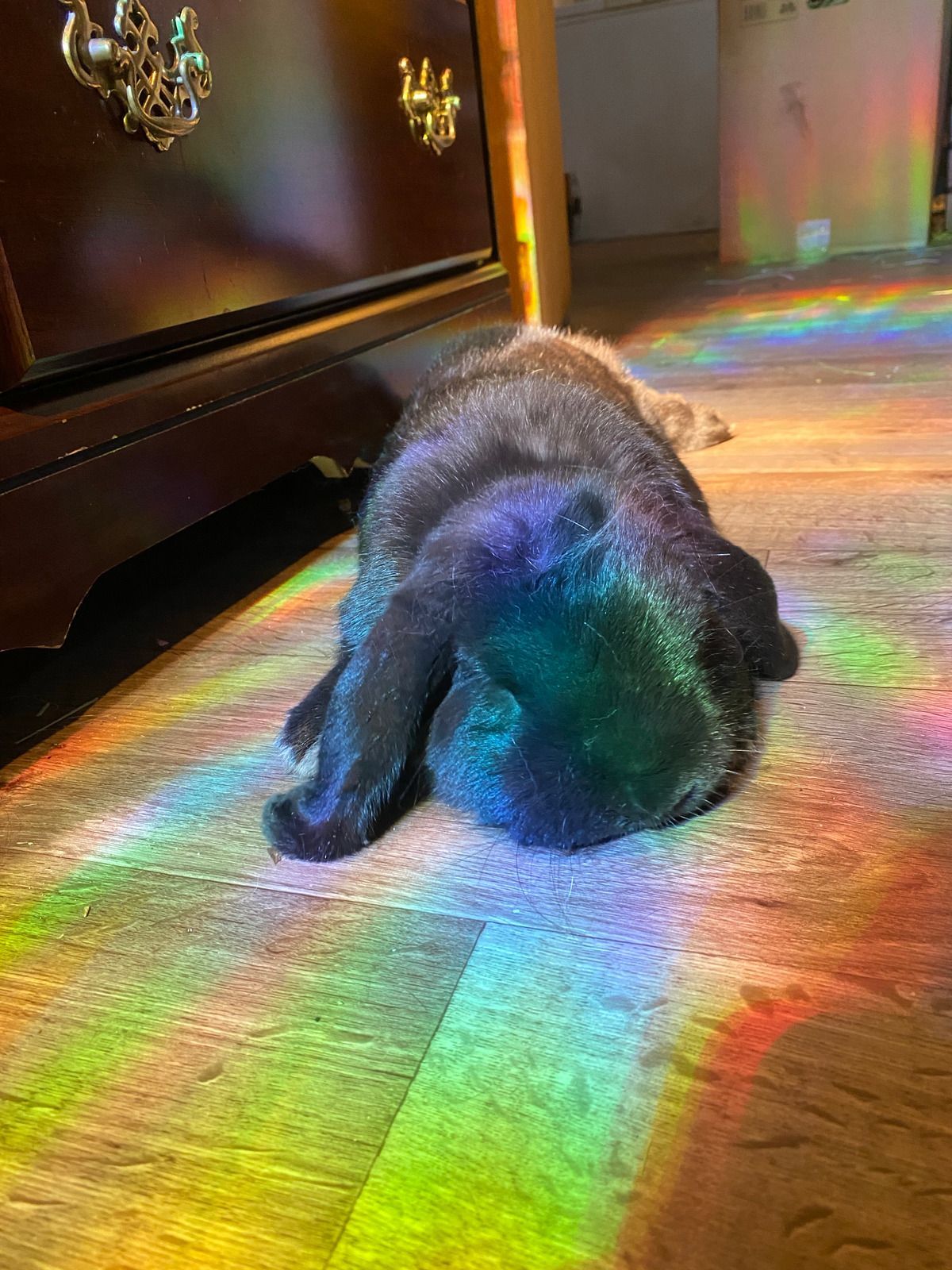 Black cat lying on floor, rainbow light casting colorful pattern.