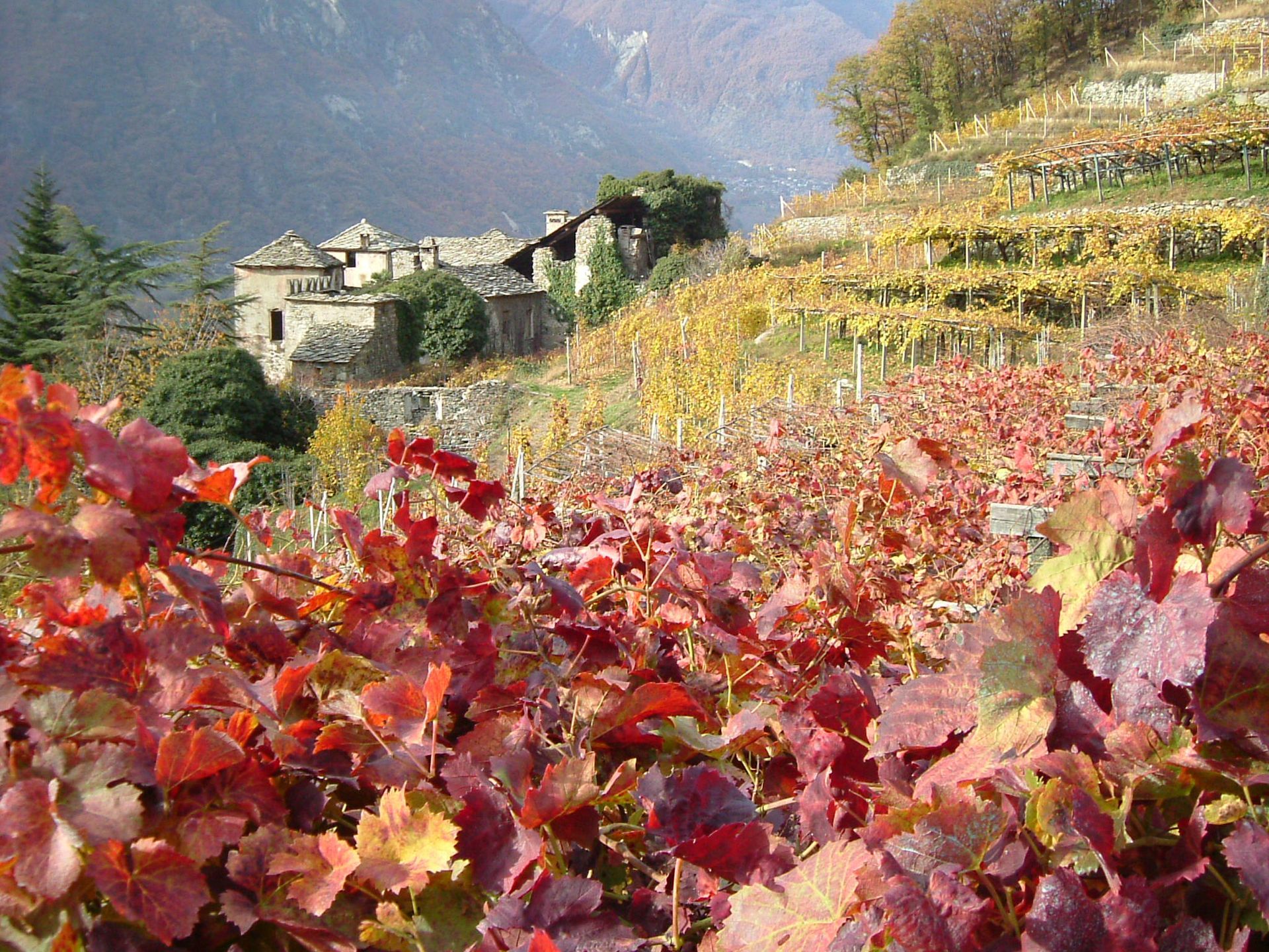 Filari di viti di montagna in Valle d’Aosta, protagonisti della rassegna Vins Extrêmes.