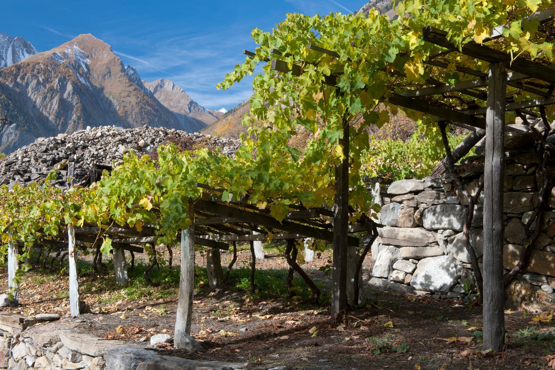 Dettaglio di grappoli maturi nei vigneti di montagna della Valle d’Aosta.